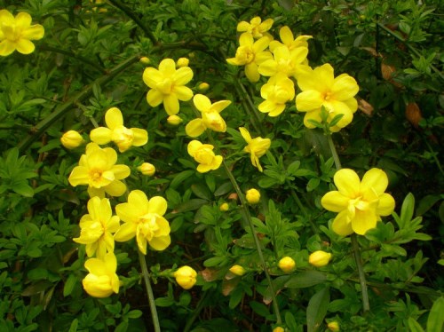 迎春花花期与品种全解析：特性及养护要点(图6)