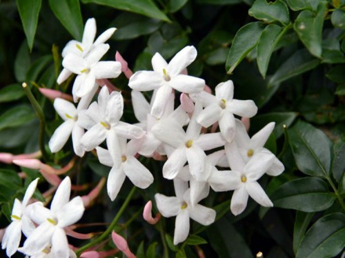 迎春花花期与品种全解析：特性及养护要点(图7)