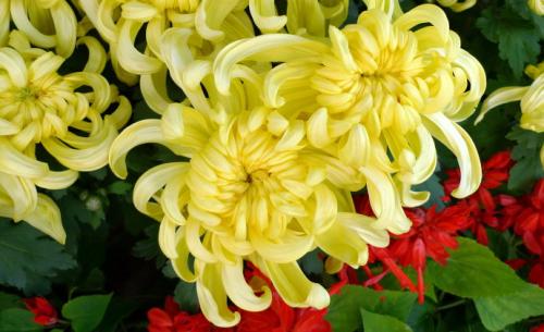 春夏秋冬四季代表花卉及开花规律(图3)