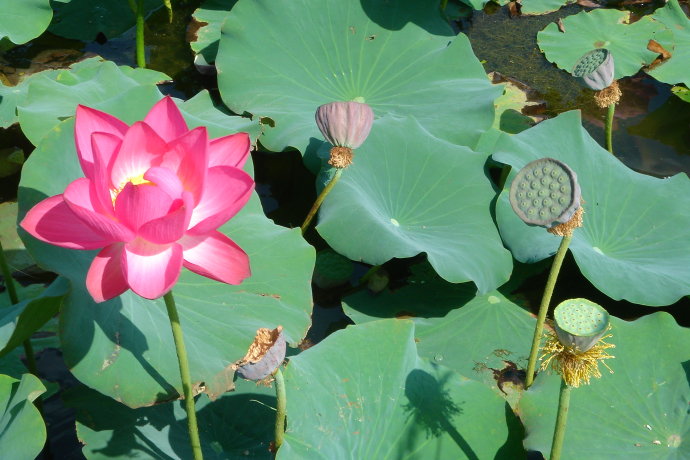 春夏秋冬四季代表花卉及开花规律(图2)