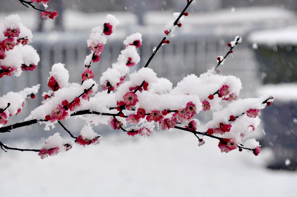 春夏秋冬四季代表花卉及开花规律(图4)