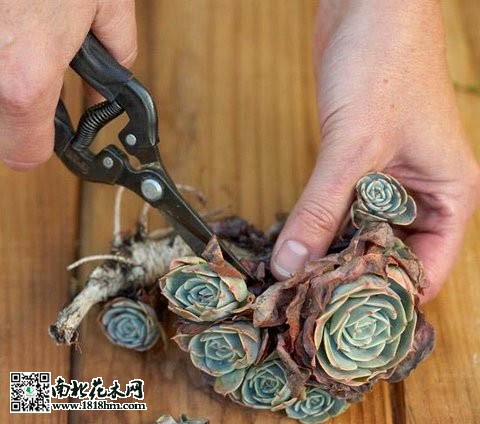 多肉植物上墙步骤详解：打造立体绿植墙(图1)