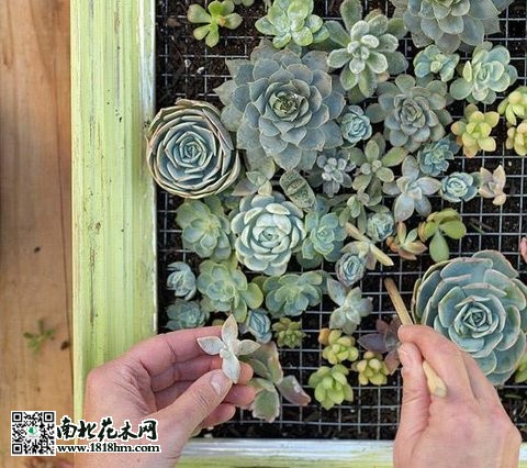 多肉植物上墙步骤详解：打造立体绿植墙(图5)