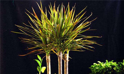 卧室净化空气植物推荐 高效去除甲醛甲苯(图2)