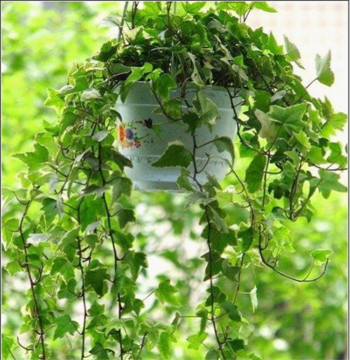 卧室净化空气植物推荐 高效去除甲醛甲苯(图3)