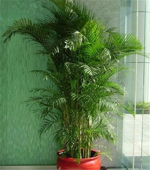 卧室净化空气植物推荐 高效去除甲醛甲苯(图7)