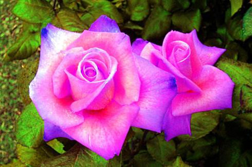 12朵玫瑰花寓意解析：送女友代表爱意加深(图5)