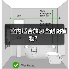 室内适合放哪些耐阴植物？（图4）
