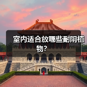 室内适合放哪些耐阴植物？（图1）