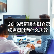 2019最新银杏树介绍 银杏树叶有什么功效（图1）