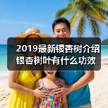 2019最新银杏树介绍 银杏树叶有什么功效（图3）
