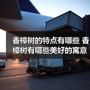 香樟树的特点有哪些 香樟树有哪些美好的寓意（图3）
