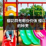 樱花具有哪些价值 樱花的种类（图3）