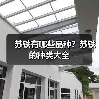 苏铁有哪些品种？苏铁的种类大全（图3）