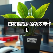 白花银背藤的功效与作用（图3）