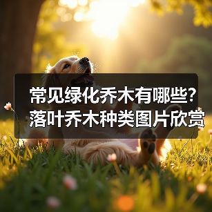 常见绿化乔木有哪些？落叶乔木种类图片欣赏（图4）