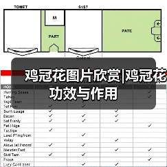 鸡冠花图片欣赏|鸡冠花功效与作用（图2）