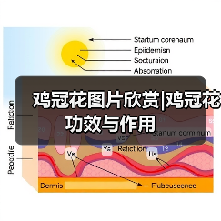 鸡冠花图片欣赏|鸡冠花功效与作用（图3）