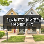 仙人球开花|仙人掌的品种和作用介绍（图1）