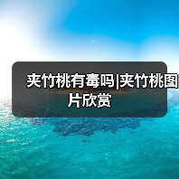 夹竹桃有毒吗|夹竹桃图片欣赏（图4）