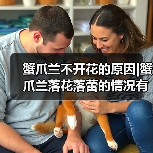 蟹爪兰不开花的原因|蟹爪兰落花落蕾的情况有哪些（图3）