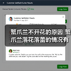 蟹爪兰不开花的原因|蟹爪兰落花落蕾的情况有哪些（图4）