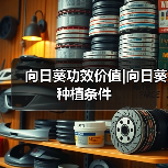 向日葵功效价值|向日葵种植条件（图1）