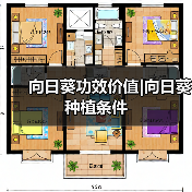 向日葵功效价值|向日葵种植条件（图4）