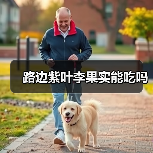 路边紫叶李果实能吃吗（图3）