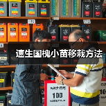 速生国槐小苗移栽方法（图1）