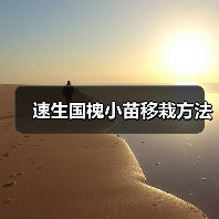 速生国槐小苗移栽方法（图3）