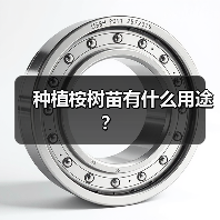 种植桉树苗有什么用途？（图3）