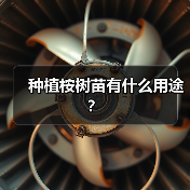 种植桉树苗有什么用途？（图2）