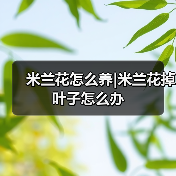 米兰花怎么养|米兰花掉叶子怎么办（图1）