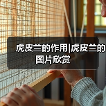 虎皮兰的作用|虎皮兰的图片欣赏（图3）