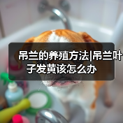 吊兰的养殖方法|吊兰叶子发黄该怎么办（图2）