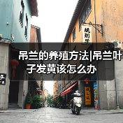 吊兰的养殖方法|吊兰叶子发黄该怎么办（图4）