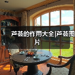 芦荟的作用大全|芦荟图片（图1）