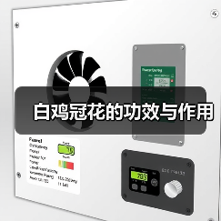白鸡冠花的功效与作用(图4) 白鸡冠花的功效与作用(图4)
