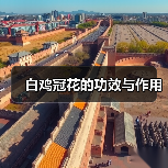 白鸡冠花的功效与作用(图3) 白鸡冠花的功效与作用(图3)