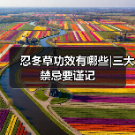 忍冬草功效有哪些|三大禁忌要谨记（图1）