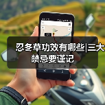 忍冬草功效有哪些|三大禁忌要谨记（图4）