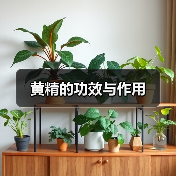 黄精的功效与作用（图2）