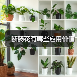 断肠花有哪些应用价值（图1）
