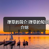 葎草的简介|葎草的知识介绍（图4）