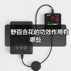 野百合花的功效作用有哪些（图2）