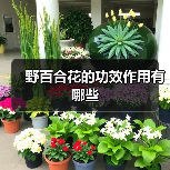 野百合花的功效作用有哪些（图1）