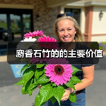 麝香石竹的的主要价值（图4）