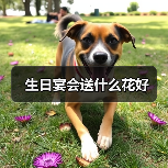 生日宴会送什么花好（图1）