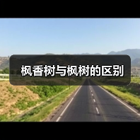 枫香树与枫树的区别（图3）